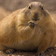 Presumably an M&M-stuffed prairie dog